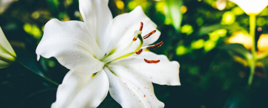 Easter Flowers